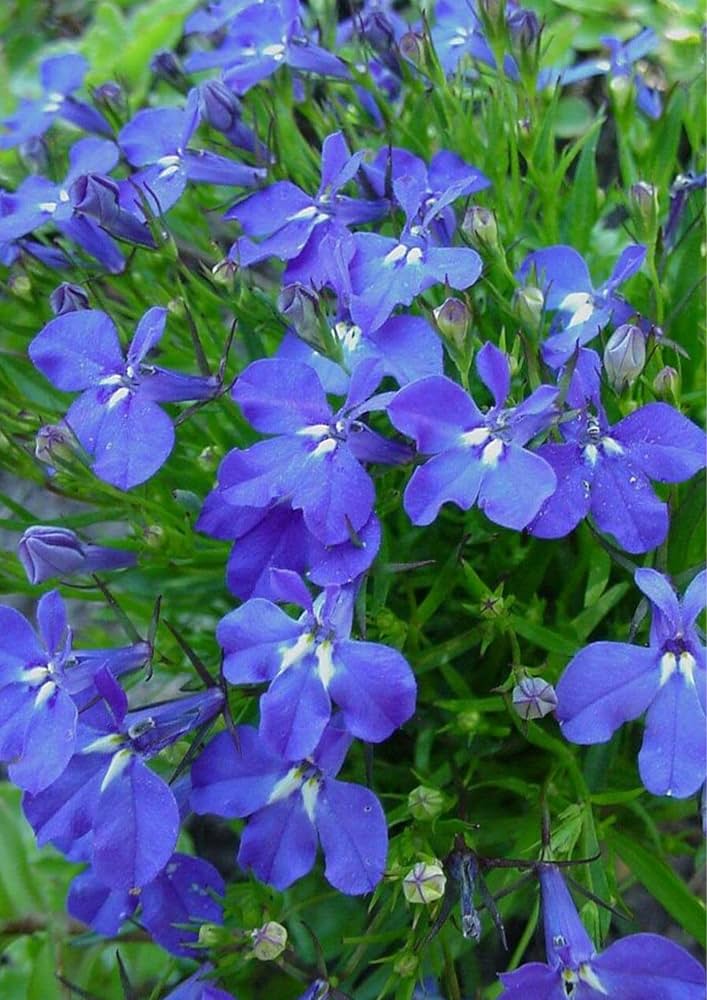 Lobelia Lobelia Siphilitica Great Blue Flower Seeds for Planting – Suitable for Pollinator Gardens and Moist Borders