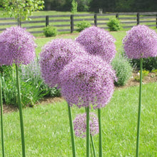 Giant Allium Giganteum Seeds for colorful blooms in the Large Purple Pompon Flowers in Garden