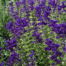 Blue Salvia "Blue Monday" Seeds for growers filling out the Garden