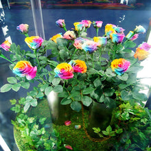 Mystic Rainbow Rose Seeds (Rosa hybrida) for a lasting display in the flower bed home garden
