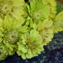 Envy Zinnia Seeds (Zinnia elegans) for a lasting display in the summer flower beds
