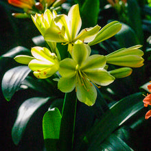 Clivia Miniata Seeds for colorful blooms in the shade gardens and pots