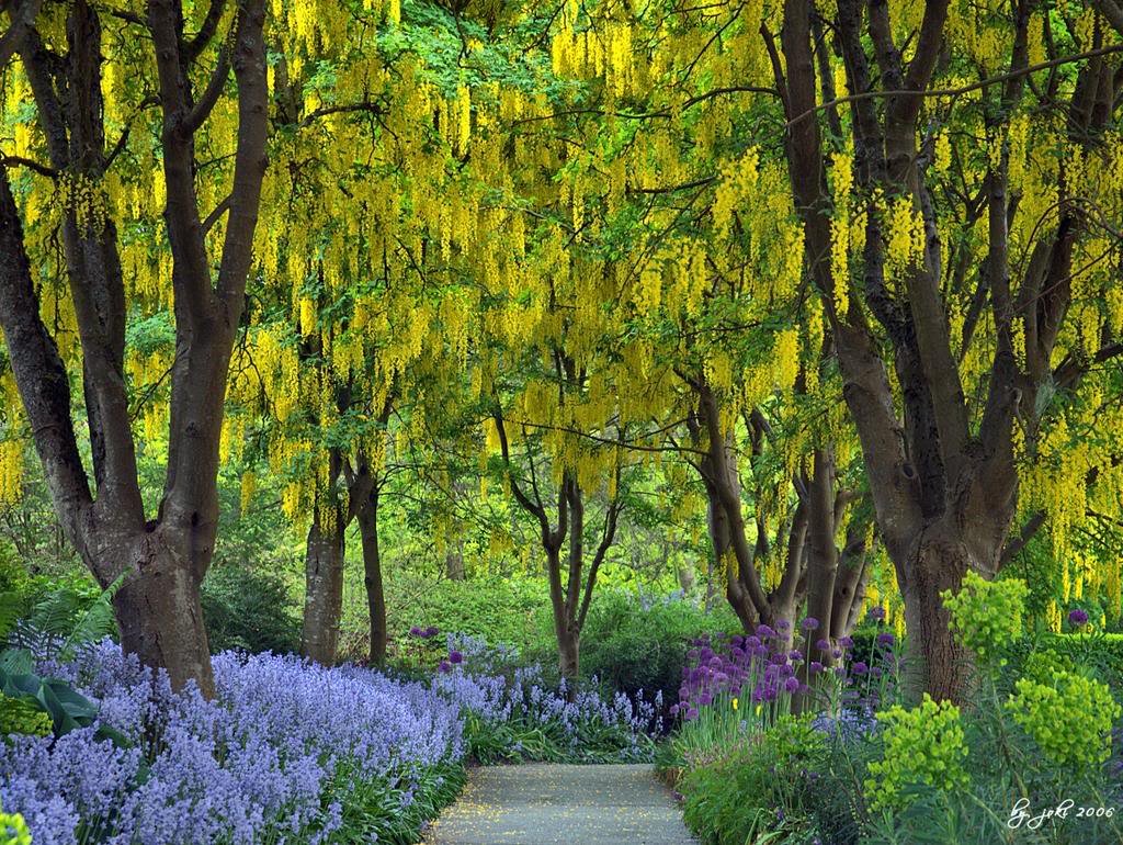 Flowering Golden Chain Tree Seeds