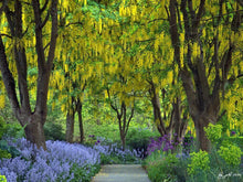 Flowering Golden Chain Tree Seeds