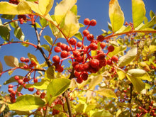 Chinese Pepper Seeds (Simulans spice) for a reliable harvest in the Zanthoxylum garden edible backyard