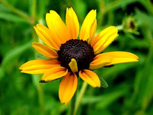 Black Eyed Susan Seeds known for vibrant, Yellow Flowers