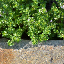 Lemon Thyme Herb Seeds for growers planting the Kitchen Gardens