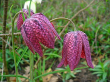 Fritillaria Seeds (Fritillaria meleagris) for a bright addition to the shady garden areas
