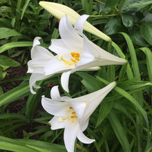Lily Seeds (Lilium spp.) for growers filling out the Flower Bed & Urban Garden