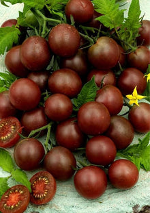 Black Cherry Tomato Seeds for growers stocking the vegetable patch
