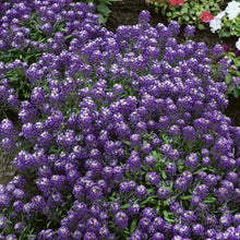Violet Queen Alyssum Seeds (Lobularia maritima) for growers filling out the Flower Bed & Urban Garden
