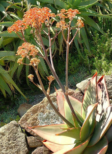 Aloe Striata Coral Exotic Garden Succulent Seeds (Aloe striata) for low-maintenance growing in the Flower Bed