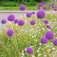 Giant Allium Bonsai Seeds valued for beautiful Purple Flowers