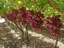 Red Grape Seeds (Vitis vinifera) for growers planting the Xinjiang Variety in Backyard Garden