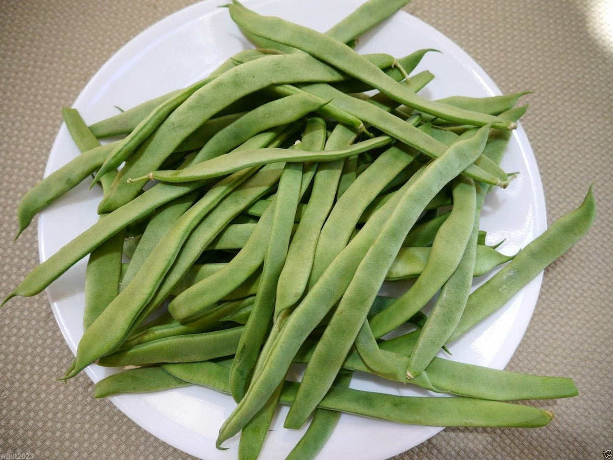 Romano Pole Green Bean (Phaseolus vulgaris) for planting in home garden