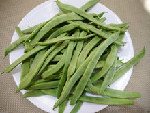 Romano Pole Green Bean (Phaseolus vulgaris) for planting in home garden