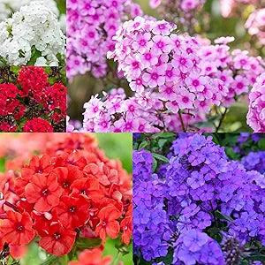 Phlox Phlox Paniculata Mixed Colors Flower Seeds for Planting – Bright Blooms for Garden Borders and Seasonal Displays