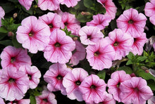 Tritunia Violet Petunia Seeds valued for elegant Purple Flowers