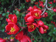 Japanische Quitte Chaenomeles Japonica Baum Samen (Hardy Fragrant Seeds for a colorful addition to any planting
