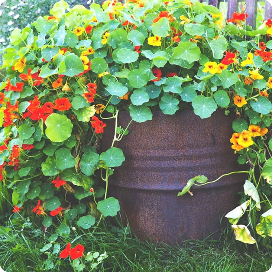 Dark red nasturtium flower seeds
