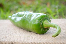 Plant Seeds (Guajillo pepper) for productive rows in the warm kitchen gardens