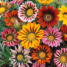 Gazania Seeds (Gazania spp.) for a bright addition to the Flower Bed