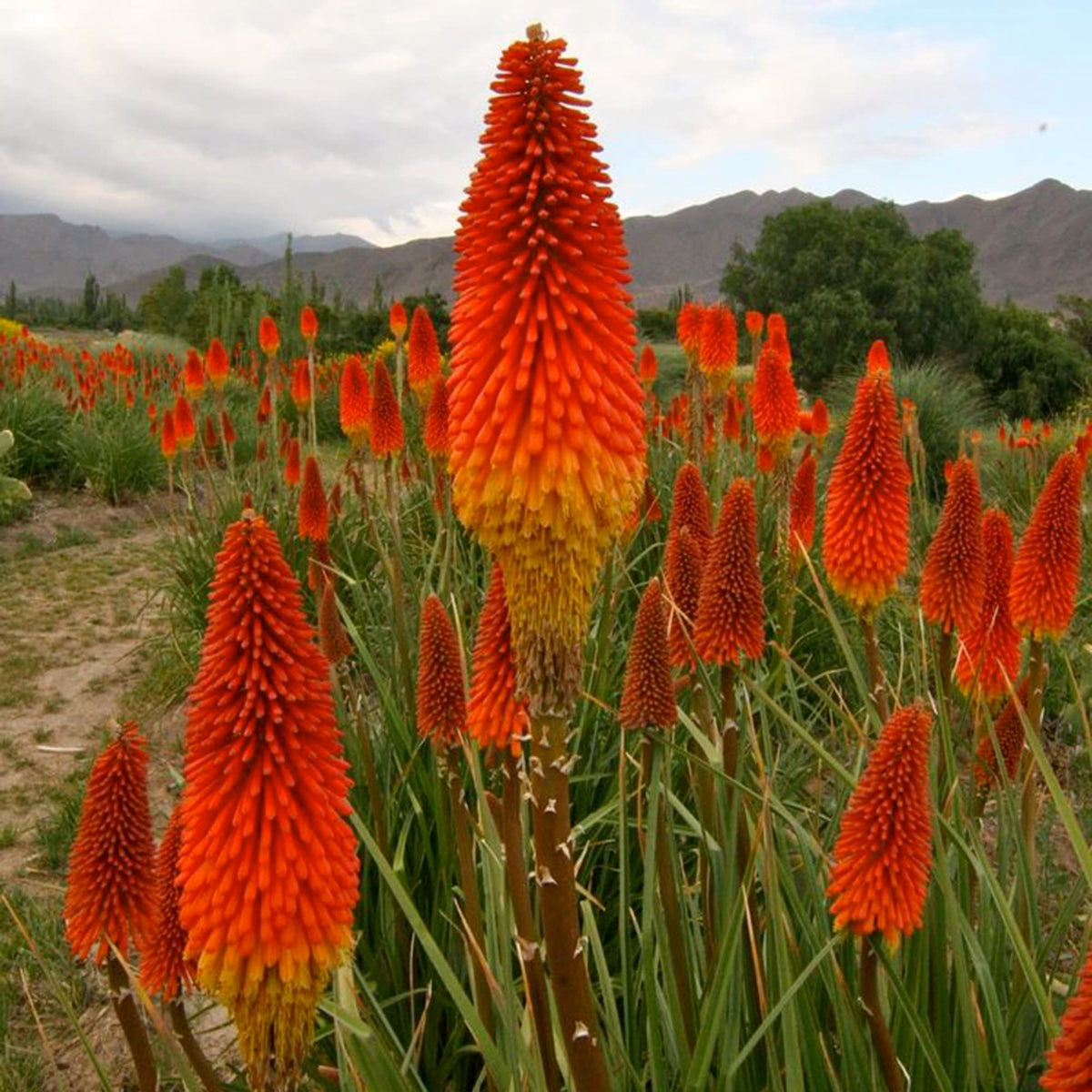 Kniphofia Lily Kniphofia uvaria for planting in flower bed