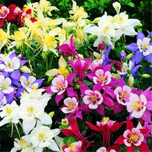 Rare Blue Columbine Seeds for growers filling out the Perennial Garden