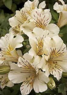 Peruvian Lily Seeds for growers filling out the Flower Bed