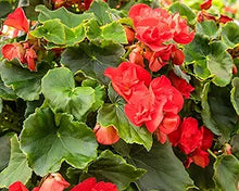 Lantern Begonia (Begonia spp.) flower seeds for planting in home garden