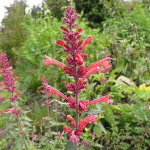 Hummingbird Mint Seeds (Agastache spp.) for a flavorful crop in the flower beds and pollinator gardens