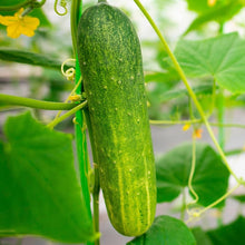American Yard Long Cucumber Seeds valued by growers for home Organic Growing
