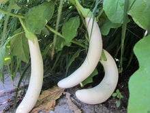 Little White Finger Eggplant Snow White Seeds for home growers seeking a reliable harvest