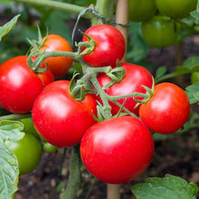 Happy Farm Potted Tomato Seeds known for indoor Herb & Vegetable Planting