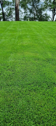 Zoysia Grass Seeds, Fresh and Soft Green Grass Seeds, Natural Trailing Grasses for Home Gardens  Ornamental Garden Plant for Home Gardening