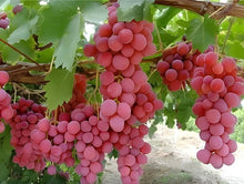 Grape Vitis Vinifera fruit Seeds for a homegrown harvest from the backyard gardening and home vineyard setups