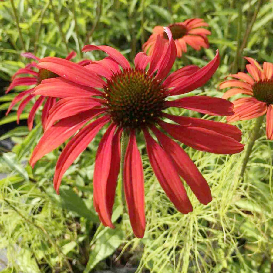 Tomato Soup Coneflower Echinacea spp. for planting in flower bed