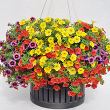 Calibrachoa Million Bells Seeds for gardeners building out beds and borders