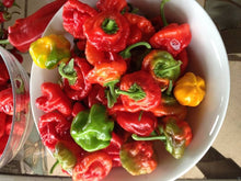 Jamaican Red Hot Pilz Pepper Seeds for growers stocking a kitchen garden