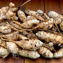 Roots of the Jerusalem artichoke (Helianthus tuberosus)  Ornamental Garden Plant Premium Quality Seeds