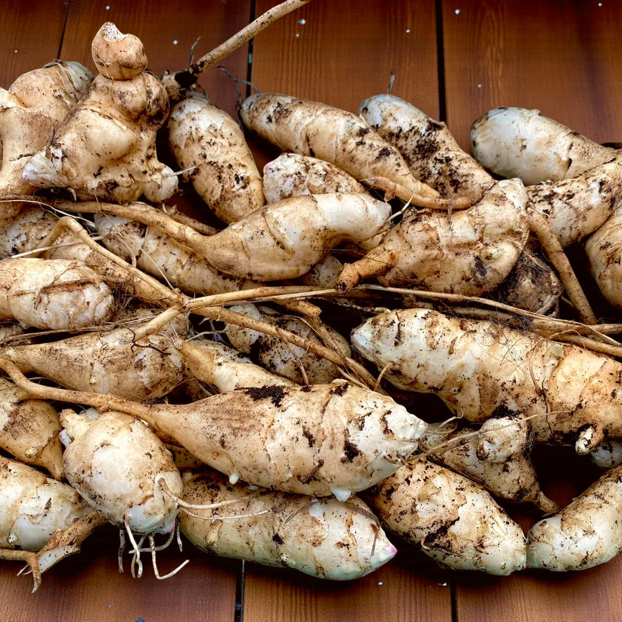 Roots of the Jerusalem artichoke (Helianthus tuberosus)  Ornamental Garden Plant Premium Quality Seeds