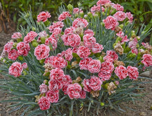Carnation Seeds (Dianthus caryophyllus) for a lasting display in the Flower Bed & Home Garden