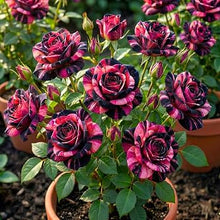 Rare Blau Rosa Chinensis Shrub Rose Seeds for reliable seasonal color