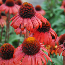 Black Echinacea Purpurea Perennial Seeds for reliable seasonal color