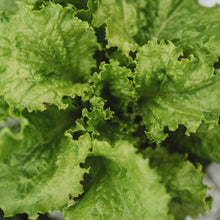 Slobolt Lettuce Salad Greens Seeds for a productive addition to the vegetable patch