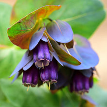 Heirloom Seeds for a lasting display in the Garden Decor
