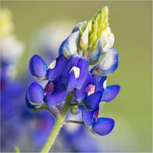 Blue Texas Lupine Seeds known for blue State Flower Blooms