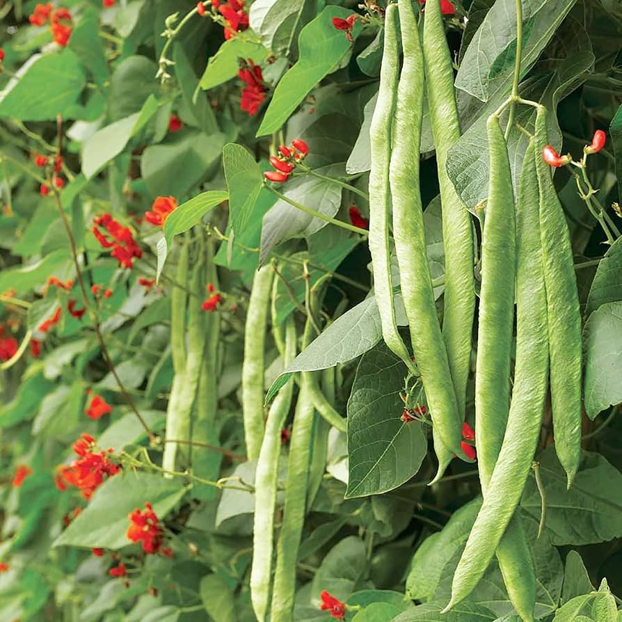 Scarlet Runner Bean (Phaseolus coccineus) for planting in vertical garden
