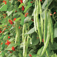 Scarlet Runner Bean (Phaseolus coccineus) for planting in vertical garden