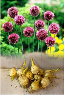 Nickende Zwiebel Seeds (Allium sphaerocephalon) for growers filling out the Garden